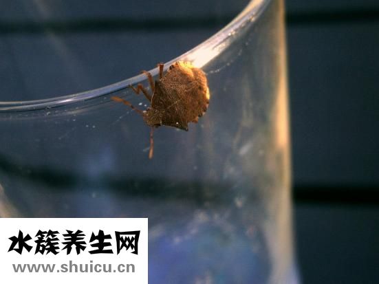 黃褐斑如何去掉