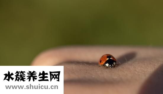 腿上有紅血絲怎么辦