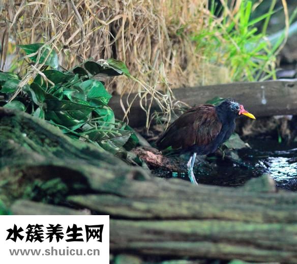 頭發(fā)白了怎么辦