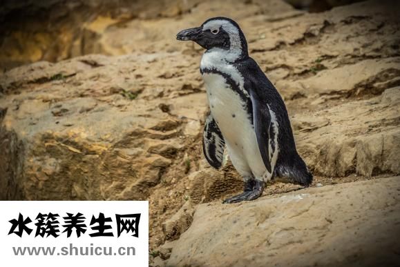 精神分裂癥怎么治