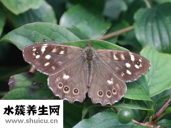 用什么洗臉可以祛斑