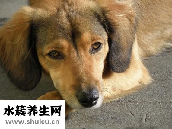 鼻子干燥怎么辦