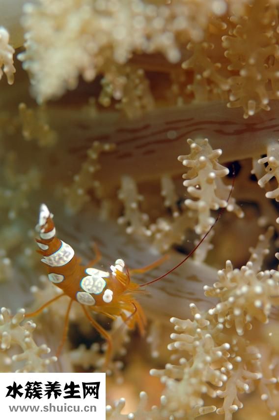 癌癥晚期能活多久