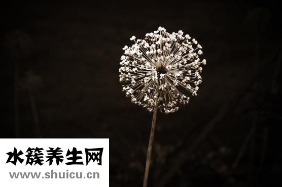 墨魚(yú)干怎么吃