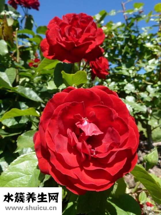 玫瑰精油怎么用