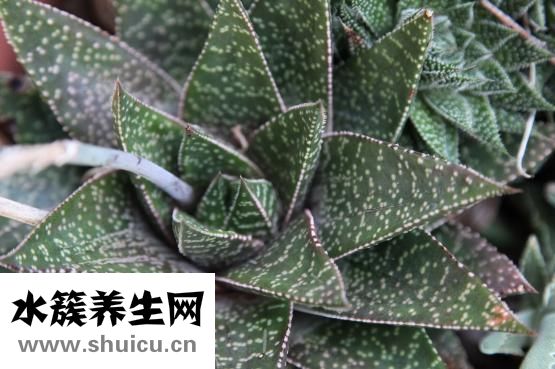 皮膚偏黃怎么美白