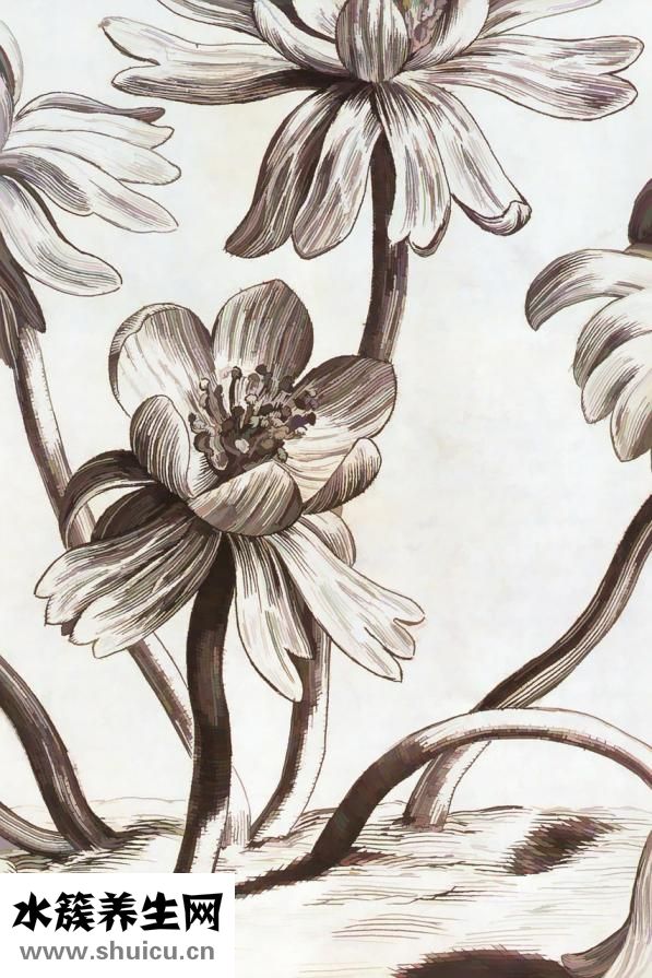 墨魚(yú)干怎么吃