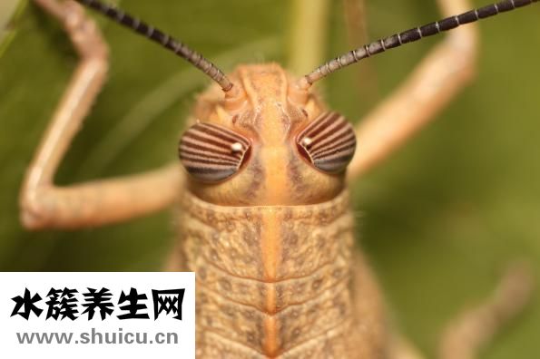 喉嚨痛吃什么水果好