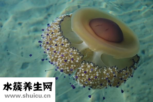 怎么治療前列腺炎