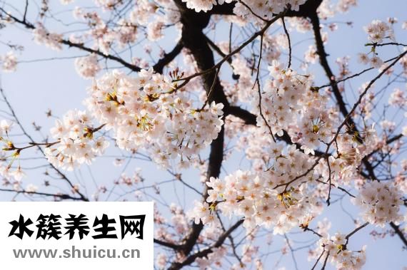 黃褐斑如何去掉