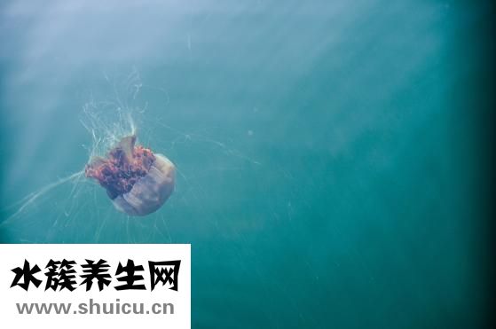 吃什么止咳化痰