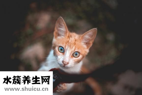 紅血絲怎么去除