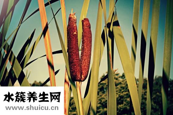 如何治療酒糟鼻