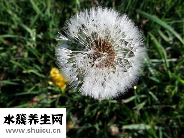 玻尿酸隆鼻怎么樣