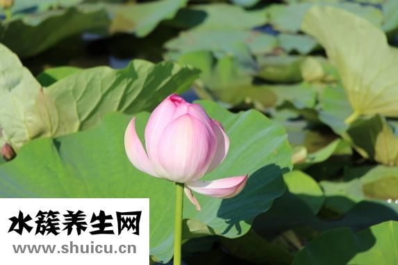 荷花象征著什么