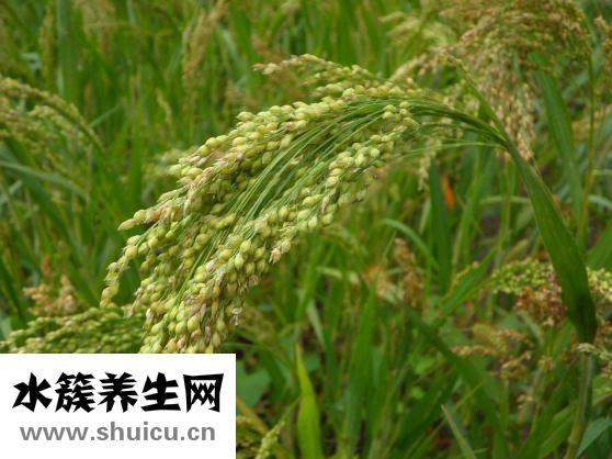 早餐吃什么可以減肥