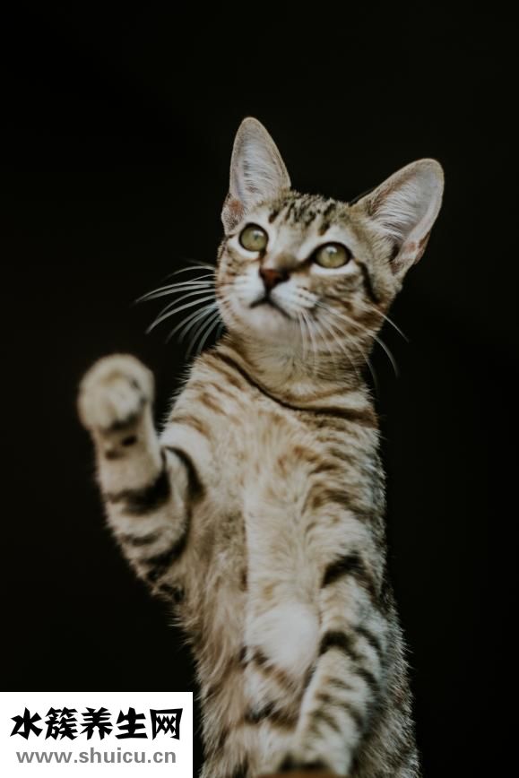 登革熱是什么病