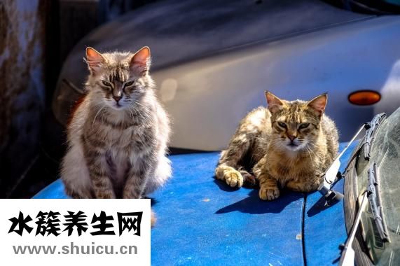 寶寶發(fā)熱怎么辦