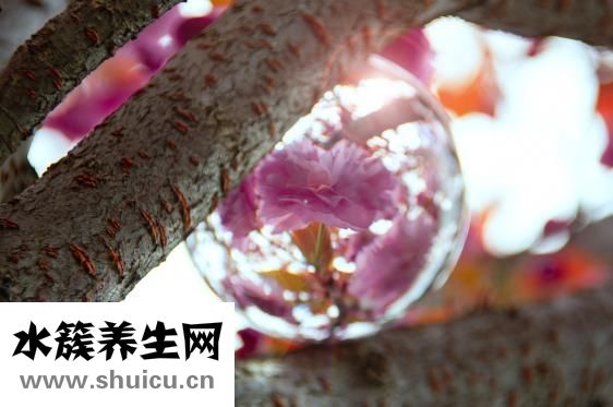 怎么治療脂溢性脫發