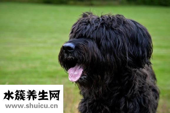 舌頭發(fā)白是怎么回事