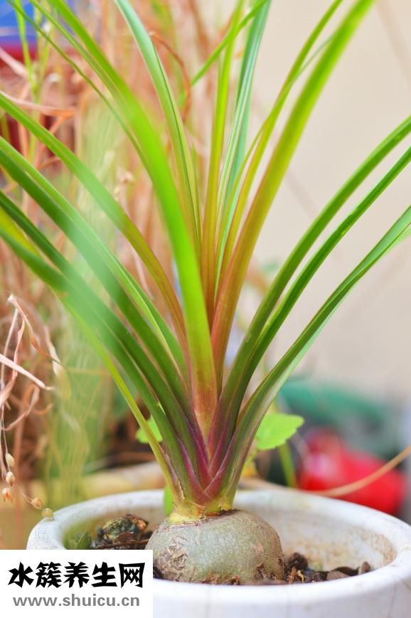 艾葉有什么功效