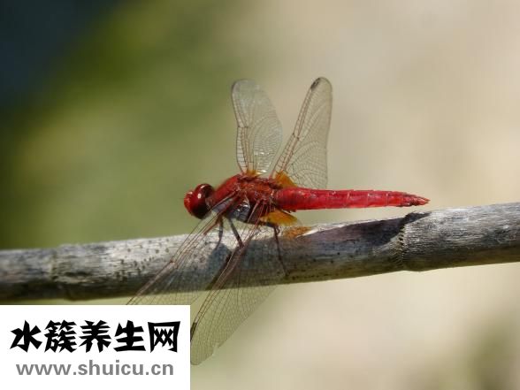 臉上長痘痘該怎么辦