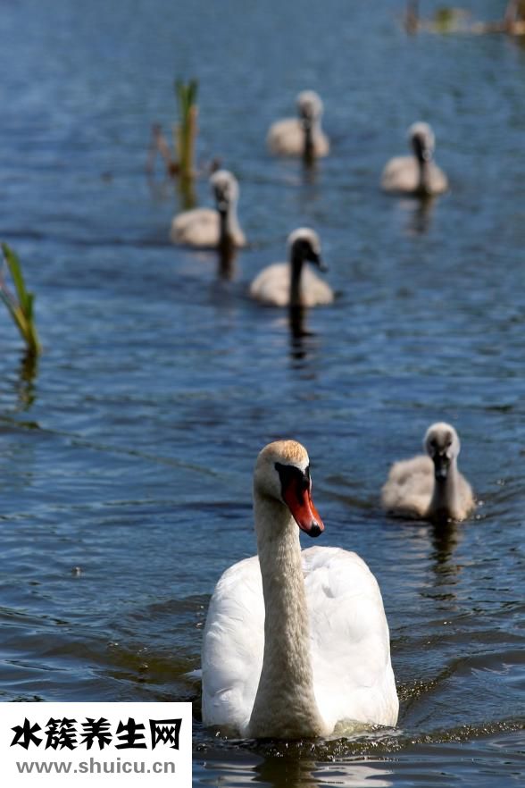 怎么樣快速去眼袋