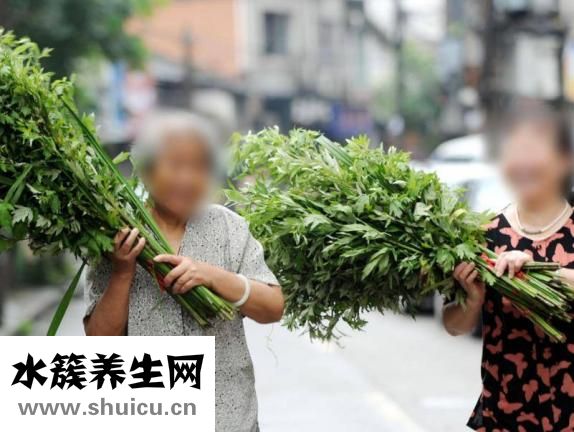 艾葉有什么功效