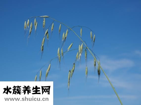 四喜丸子怎么做