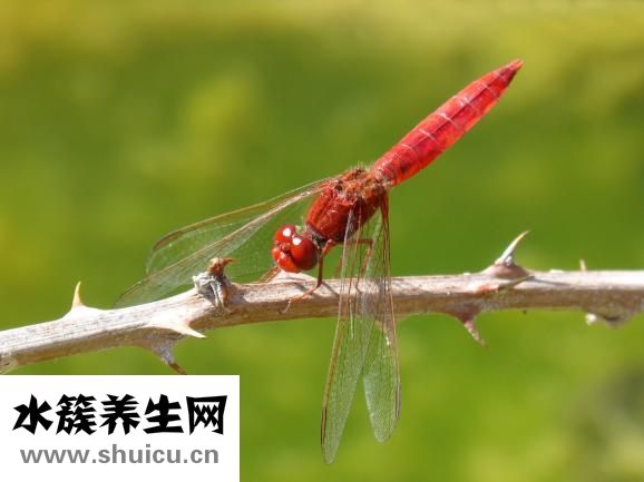 臉上長青春痘怎么辦