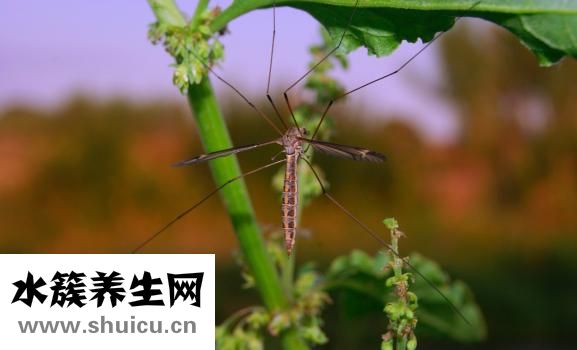 登革熱是什么病