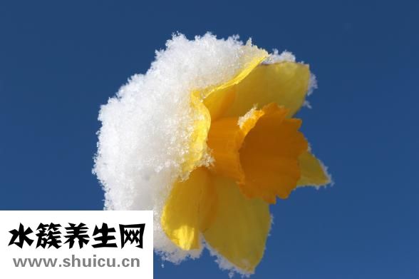 荷花象征著什么