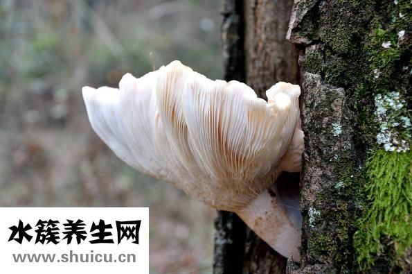 腳氣是什么癥狀