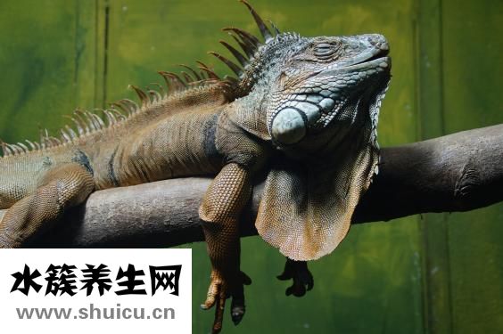 失眠吃什么中藥