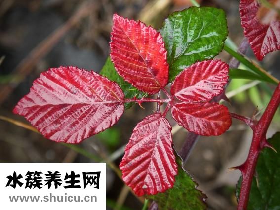 艾葉有什么功效