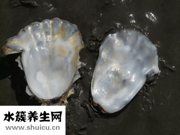 蛤蜊怎么洗