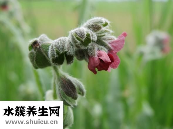 舌頭發(fā)白是怎么回事