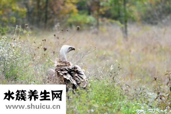 清道夫魚吃什么