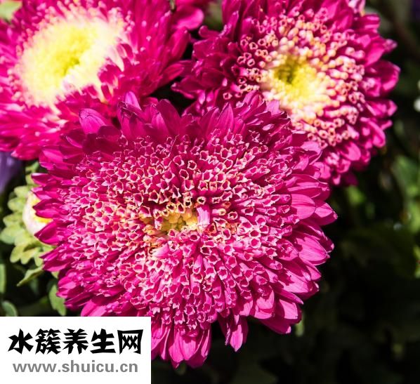 金毛犬怎么養(yǎng)