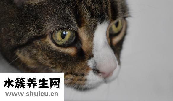 吃什么蔬菜對眼睛好