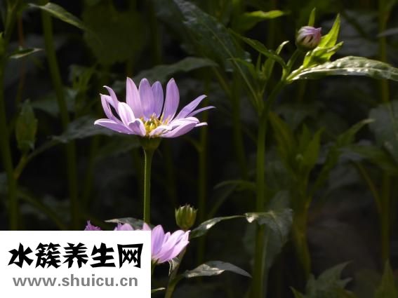 白癜風有什么癥狀