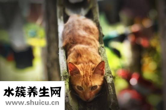 注射隆鼻有哪些