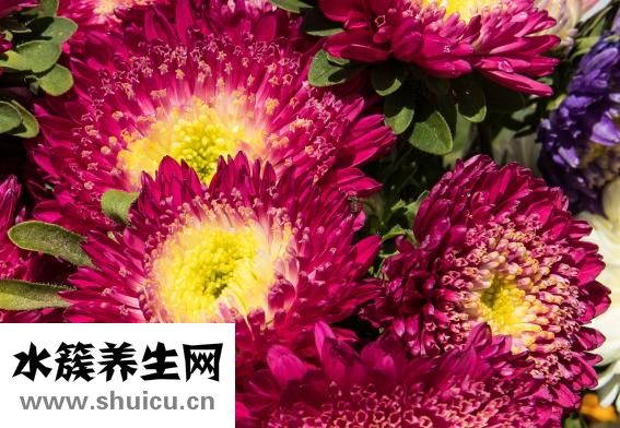 蓮花什么時(shí)候開(kāi)