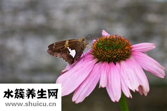 白癜風有什么癥狀