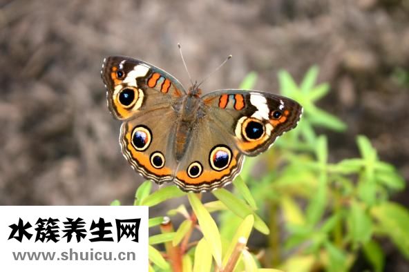 臉上長斑怎么去除