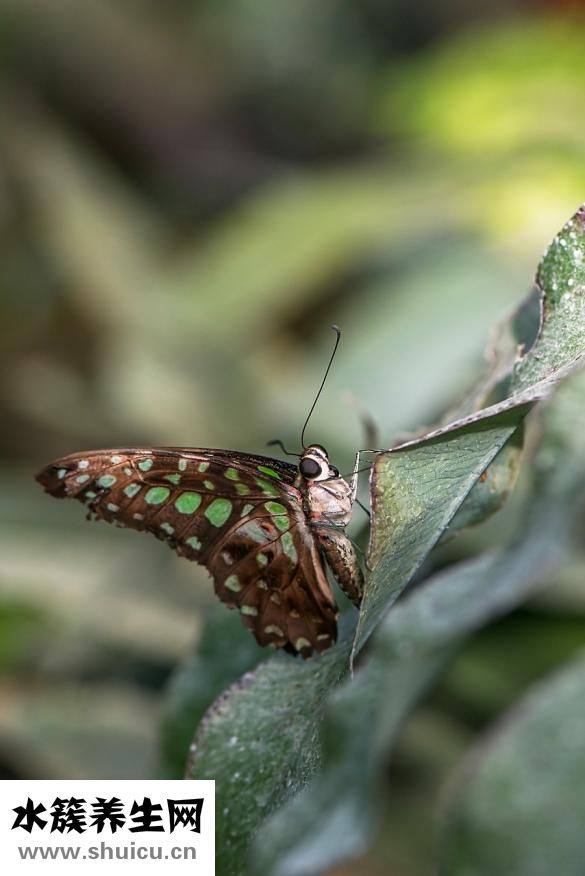 臉上長斑怎么去除