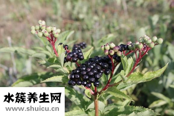 吃什么容易生男孩