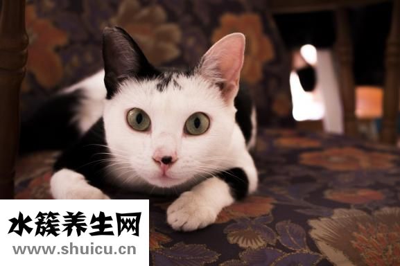 陽(yáng)虛體質(zhì)如何調(diào)理