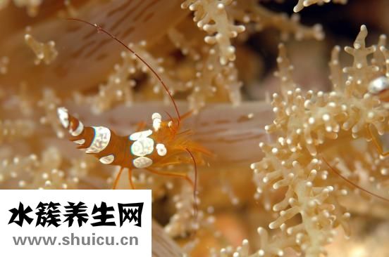 癌癥晚期怎么辦