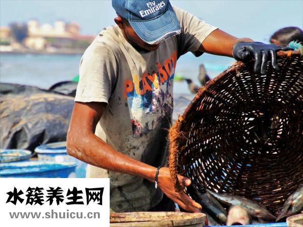 楊梅什么時候成熟